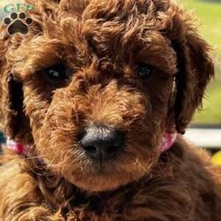 Pink Lemonade/Goldendoodle									Puppy/Female	/5 Weeks,Lexi’s adorable pink girl is a lovely little cutie that lives to snuggle and hang out in your lap. She is very curious while also quite calm.
