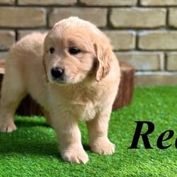 Adopt a dog:Golden Retriever Puppies/Golden Retriever//Younger Than Six Months,We have been blessed with an absolutely beautiful litter of Golden Retrievers, we still have our last girl to find a home. She has moderate gold coat colour and are very cheerful, playful, but also very calm and collected as she listens carefully to you when to speak to her. She will make the best companion to your family, with both parents being very affectionate, caring, and adore being around children.Has have been raised in a family home with many little kids that love to spend all the time with them, and socialising them to a variety of different and exciting things. They have been cared for around the clock since birth, being fed a premium diet using Royal Canin Mother and Babydog, and now transitioning to Royal Canin Puppy.Both parents are purebred, and have excellent body structures, with a very dark gold coat colour. Dad is very thick boned and broad in the shoulders, with a gorgeous head piece, while Mum is very much a princess. They both have such great temperament as a family companionvery, are fit, healthy, and DNA tested to show they are clear of Hereditary diseases common in this breed.She will come:- Vet Health Checked- Vaccination Book with first vaccination completed- Worm treatment at 2, 4, 6, and 8 weeks using Milbemax All Wormer- Microchip registration & transfer- Bag of Royal Canin Puppy- Information Booklet with all the details for care, so you can welcome your new family memberVisitations are welcome, we are located in Heathwood, QLDBreeder Register: BIN0009699780434
