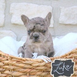 Luke/Frenchton									Puppy/Male	/6 Weeks,This is Luke, a cute and cuddly Frenchton puppy who is just sweet as can be! He is vet checked and up to date on shots & wormer plus Luke comes with a 30 day health guarantee provided by the breeder. And, his mother is available to meet. To learn more about this lovable pooch, call the breeder today!