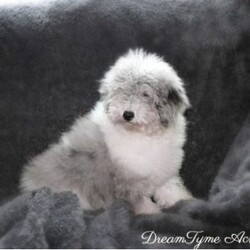 Baby Blue/Mini Bernedoodle									Puppy/Male	/5 Weeks,Baby Blue is a Tri Merle Mini bernedoodle who is expected to be around 30-35 pounds full grown. Ready to go home June 16th Momma is a Bernese named Callie and dad is a Miniature poodle named Silver!
