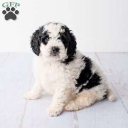 Madison- F1B/Mini Bernedoodle									Puppy/Female	/1051 Weeks,Madison is very sweet and loves to snuggle! Madison is a black and white F1B mini bernedoodle that will mature around 20- 30 lbs. She will be low to no shedding and hypoallergenic. Her parents have been DNA tested to reduce the risk of heritable diseases and conditions. She comes with a 1 year health guarantee. She is family raised and loves to be with children.