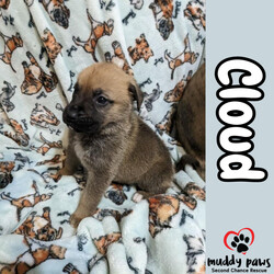 Adopt a dog:me/Boxer/Male/Adult,Welcome to Rescue to the sweet puppies of The Weather Litter. These sweet babies were born approx. 04/2023 are Boxer/German Shepherd Dog Mixes and are still figuring out this thing called life. Their personalities will start to develop more and more here shortly. We will share more about them as we learn more here!

Please Note: Puppies from The Weather Litter cannot go to their FURever homes until after June 23rd, 2023. We encourage you to apply to adopt tho now, as your application can start to be processed before they are old enough to leave their foster.

The suggested adoption donation for Cloud is $465, which includes a lifetime of free relationship-based training for any behavioral problems (not obedience training). Muddy Paws is a 501c3 non-profit organization meaning that part of your donation MAY be TAX DEDUCTIBLE. We are a 100% volunteer rescue committed to giving animals a second chance at life. All donations go toward that mission. Adoption fees are the primary source of funding for the cost of veterinary care for our animals. In 2022 alone, we provided animal Healthcare totaling over $300,000 covered mainly through adoption fees.

Alter Agreement: If the dog or cat you adopt is older than 6 months of age and not spayed or neutered, you will receive a voucher to alter the pet at Val Verde Animal Hospital in Omaha, at no cost to you. Or you can alter the pet at your own vet and be reimbursed $80 for dogs, and $50 for cats, of total cost. If the dog or cat is younger than 6 months of age, adopter will be responsible for the cost of altering the pet at the vet of their choice. If proof of alter is received by Muddy Paws prior to the pet turning 6 months of age, a reimbursement of $80 for dogs, and $50 for cats, will be sent to you to help cover expenses. All puppies and kittens MUST be spayed or neutered by 6 months of age. All dogs and cats MUST be spayed or neutered no later than one month after adoption is finalized.

Information about the adoption process: All adoptions require a completed ADOPTION APPLICATION. Once your application has completed our prescreen steps, we will put you in touch with the animal's foster to see if you and the pet are a good match. If so, we will arrange a meeting for you and the animal. The adoptions for all of our animals will take place in the Omaha, NE area and must be done by the adoptive family in person. We do not ship or deliver. 

Please Note: We are a RESCUE, which is different from a shelter. We conduct veterinary and personal reference checks, and a Home Visit (Virtual in some cases) during the application approval process. We always select the right applicant for each animal, based on the animal's needs. If you and the animal are not a good match, we will help you select another animal, or we will keep your approved application on file for 6 months. 

To learn about Muddy Paws Second Chance Rescue or donate to our animals, please visit our website at MuddyPawsSecondChanceRescue.com or our Facebook Page Muddy Paws Second Chance Rescue Inc.