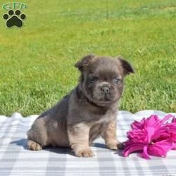 Viper/French Bulldog									Puppy/Male	/7 Weeks,Meet Viper, a cute French Bulldog puppy who is being family raised with children and is socialized. This playful pooch is vet checked and is up to date on vaccinations & dewormer plus he comes with a 1-year genetic health guarantee provided by the breeder. And, Viper can be registered with the AKC. To learn more about this lovable pup, call the breeder today!