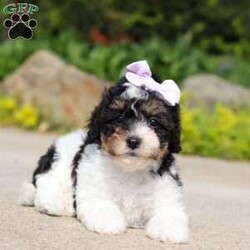 Augusta/Bich-poo									Puppy/Female	/7 Weeks,Meet Augusta! She is the epitome of cuteness. Augusta is a beautiful Bichapoo. This darling bundle of vivacious energy will keep you on your toes with her outgoing personality and adorable puppy antics. With hair as soft as silk and a tendency to snuggle, she can also be the best nap buddy. If you are searching for a companion for many adventures, you have found the one. Augusta has excellent conformation and will grow to be a big teddy bear.