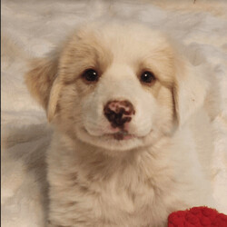 Blizzard Snow/Great Pyrenees/Male/Baby