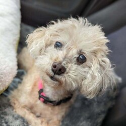 Adopt a dog:Nikki/Maltese/Female/Senior,Sweet senior blind girl was just dumped by her family. She is so sweet and loving.