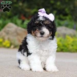 Augusta/Bich-poo									Puppy/Female	/7 Weeks,Meet Augusta! She is the epitome of cuteness. Augusta is a beautiful Bichapoo. This darling bundle of vivacious energy will keep you on your toes with her outgoing personality and adorable puppy antics. With hair as soft as silk and a tendency to snuggle, she can also be the best nap buddy. If you are searching for a companion for many adventures, you have found the one. Augusta has excellent conformation and will grow to be a big teddy bear.
