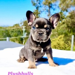 /French Bulldog//Younger Than Six Months,