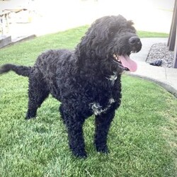 Rocky/Portuguese Water Dog									Puppy/Male	/7 Weeks,Rocky is a cute, healthy Portuguese Water Dog puppy, that loves to play. He also enjoys bath time. He is up to date on his shots and dewormers. His Mom is genetic tested and weighs approx 60-65 lb. Come have a visit with Rocky or call Jr or Joann if you have any questions. Shipping is available. 