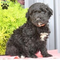 Rocky/Portuguese Water Dog									Puppy/Male	/7 Weeks,Rocky is a cute, healthy Portuguese Water Dog puppy, that loves to play. He also enjoys bath time. He is up to date on his shots and dewormers. His Mom is genetic tested and weighs approx 60-65 lb. Come have a visit with Rocky or call Jr or Joann if you have any questions. Shipping is available. 