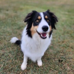 Pedigree Papered Border Collie Puppies/Border Collie//Younger Than Six Months,Here at SHELLBREE BORDER COLLIES, we are a Registered Pedigree Border Collie Breeder it is rare for us to have puppies available as they sell from families on our waiting list.