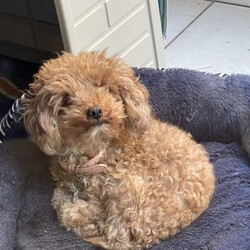 2 y/o Purebred un neutered female Toy Poodle $1000/Poodle (Toy)//Older Than Six Months,Well trained and not had a litter. She is a beautiful well mannered young lady. Unfortunately our living circumstances have changed and we are no longer able to keep her =( we want her to go to a loving loving home. She has spent her short life inside and is so so smart! Need gone urgently. 