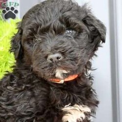 Rocky/Portuguese Water Dog									Puppy/Male	/7 Weeks,Rocky is a cute, healthy Portuguese Water Dog puppy, that loves to play. He also enjoys bath time. He is up to date on his shots and dewormers. His Mom is genetic tested and weighs approx 60-65 lb. Come have a visit with Rocky or call Jr or Joann if you have any questions. Shipping is available. 