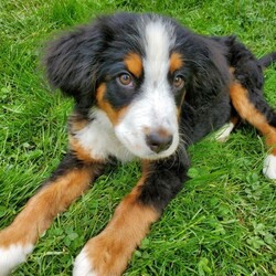 Tessa/Bernese Mountain Dog/Female/Baby