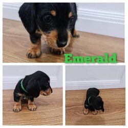 Adopt a dog:Available NOW - Mini Dachshund - Wirey & Smooth/Dachshund//Younger Than Six Months,4 Miniature Dachshunds (3 Males, 1 Females) for sale from single litter. Available from 22nd May 2023. Inspections, additional photos and videos all available on request.Puppy 1 Male - Onyx: Black & Tan w/ White Flecks - WireyPuppy 2 Male - Topaz: Black & Tan w/ White Flecks - WireyPuppy 3 Female - Emerald: Black & Tan w/ White Flecks - WireySOLD - Puppy 4 Male - Tiger: Shaded Red - Smooth CoatAll puppies are wormed, microchipped and vaccinated.Mother & Father both up to date on all vaccinations and worming.Mother is Wheaten Wirey and Father is Smooth Black & Tan.