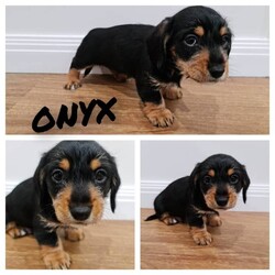 Adopt a dog:Available NOW - Mini Dachshund - Wirey & Smooth/Dachshund//Younger Than Six Months,4 Miniature Dachshunds (3 Males, 1 Females) for sale from single litter. Available from 22nd May 2023. Inspections, additional photos and videos all available on request.Puppy 1 Male - Onyx: Black & Tan w/ White Flecks - WireyPuppy 2 Male - Topaz: Black & Tan w/ White Flecks - WireyPuppy 3 Female - Emerald: Black & Tan w/ White Flecks - WireySOLD - Puppy 4 Male - Tiger: Shaded Red - Smooth CoatAll puppies are wormed, microchipped and vaccinated.Mother & Father both up to date on all vaccinations and worming.Mother is Wheaten Wirey and Father is Smooth Black & Tan.