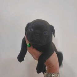 Purebred Pugs /Pug//Younger Than Six Months,Purebred pug puppies.. 4 girls and 3 males.. Both parents are hereditary disease free.. All puppies come vaccinated, all their veterinarian requirements and a puppy pack..BIN- 0000187327105RPBA- 6733991003000093952 991003000246612 991003000025846 953010005591553 941000025765026 981000300520563READY TO GO NOW