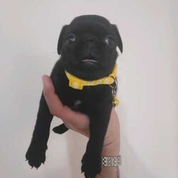 Purebred Pugs /Pug//Younger Than Six Months,Purebred pug puppies.. 4 girls and 3 males.. Both parents are hereditary disease free.. All puppies come vaccinated, all their veterinarian requirements and a puppy pack..BIN- 0000187327105RPBA- 6733991003000093952 991003000246612 991003000025846 953010005591553 941000025765026 981000300520563READY TO GO NOW