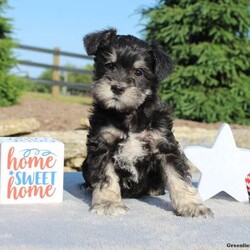 Mia/Miniature Schnauzer									Puppy/Female	/8 Weeks,Meet Mia, this beautiful Mini Schnoodle pup is ready to find her forever home! Mia is vet checked and up to date on shots and wormer, plus she can be registered with the AKC and comes with a health guarantee provided by the breeder! This snugly girl is being family raised with children, and is super loving! If you would like more information on this happy-go-lucky pup, please contact the breeder today!