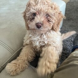 Puppies looking for a new home/Cavalier King Charles Spaniel//Younger Than Six Months,I have 2 beautiful cavoodle that are 9 weeks old looking for a new home they are fully vaccinated and microchiped both of them are females