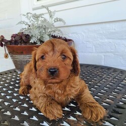 Corrie/Cavapoo									Puppy/Female	/8 Weeks,Beautiful cavapoo female puppy! Curious & intelligent and loves to be cuddled! Will be approximately 10lbs full grown. Has been socialized with our young children and  2 male siblings. She is hypoallergenic & non shedding. She is up to date on shots & wormings. Also comes with a vet certificate & 1 year health guarantee. Come meet her, she is ready to go soon!