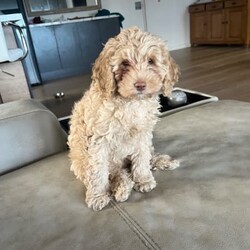 Puppies looking for a new home/Cavalier King Charles Spaniel//Younger Than Six Months,I have 2 beautiful cavoodle that are 9 weeks old looking for a new home they are fully vaccinated and microchiped both of them are females