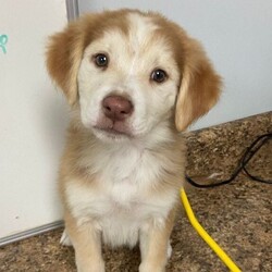 Cassidy/Great Pyrenees/Female/Baby