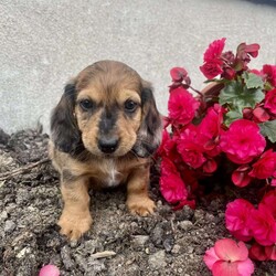 Teddy/Dachshund									Puppy/Male	/8 Weeks, is a beautiful puppy.  He is a cuddler.  He loves to run and plays well with his siblings and with children.  You won’t regret bringing this delightful puppy into your family. First shots and de-wormed.