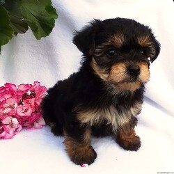 Janelle/Yorkie-Poo									Puppy/Female	/8 Weeks