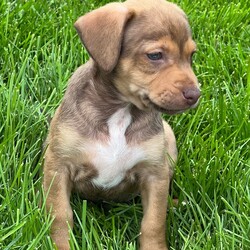 Adopt a dog:Hershey/Beagle/Male/Baby,Meet Hershey!  Hershey is one of Billie’s 5 male puppies. Billie was surrendered to a high kill shelter, pregnant. Billie has the long legs of an Italian greyhound, as well as the body type.  Her ears remind us of a Chihuahua.  She also has the coloring of a pug mix.  Her puppies have tails similar to pugs or basenjis.  While her exact breed mix is anyone’s guess, she and her babies are our favorite breed - MUTT!

All of Billie’s puppies are friendly, social and outgoing. They are all in foster homes with other dogs. These boys enjoy spending time with their dog foster siblings but also enjoy spending time cuddling with the humans in their foster homes.

They have begun the crate training and housebreaking process. 

All of the puppies have been to the vet and received a clean bill of health. They are up to date on all age appropriate veterinary care. Billie is about 20 pounds and the vet estimates the boys will remain in the 25-35 pound range. At 7 weeks, the boys are in the 5-6 pound range. Please know that this is an estimate and we cannot guarantee their size when they are full grown. 

The puppies were born in a foster home on March 28, 2023. 

If you are interested in meeting any of the boys, the first step is to complete an application at our website, www.helporphanpuppies.org. Please note that our adoption requirements are noted on our website.

Help Orphan Puppies is registered with the New York State Department of Agriculture and our registration number is RR047.