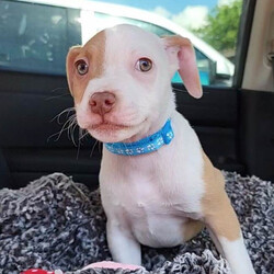 Adopt a dog:Texas/Pit Bull Terrier/Male/Baby,Texas is a 2.5 month old, 8 lb. sweet, cuddly terrier mix. He is expected to be around 35 lbs once he is full grown. He is the sweetest little runt of the siblings. But don’t let his size fool you, he got his name cause his heart is as big as the size of Texas. The second he sees you his tail goes into overdrive and he just wants to show you how much he loves you by giving you the sweetest puppy kisses. He loves to be picked up and held, and he will just melt into your body for snuggles. He loves spending time with his people, so if you are looking for a pup that will be your side kick on every adventure or just snuggling up on the couch with, Texas if your guy. 

Texas is low to medium energy, so he will require daily walks and outside playtime, then he is ready to cuddle up with his human for a relaxing nap after. He would do well in a laid back, low energy household where he would be able to lounge around with his humans and go on a couple of leisurely walks each day. He would be happy to go on longer adventures hiking and exploring the outdoors, but he isn't going to need that type of strenuous daily exercise. He will play with toys and his siblings, but boy does he love his snuggles with his favorite humans! 

Texas is dog, cat, and kid friendly. He is on the calmer side compared to most of his siblings, so he would do great in a home with kids of any age that he can cuddle and play with. He would fit in great with existing pets in the home as he is sweet and submissive, but he would be just fine being the only fur-child as long as he has plenty of time to spend with his human. He lives with both cats and dogs in his foster home and does great with them all. This sweet boy loves everyone he meets. 

Texas is kennel trained, and he is currently working on potty training and leash training. He is picking up on potty training quickly and is motivated by both praise and food. His ideal home environment would be a house with a fenced in backyard, but he would do well in an apartment, townhouse or condo as long as he gets daily exercise and has a human that is home with him majority of the day to continue his potty training. 

If you are interested in adopting Texas, please fill out an application at: https://www.loveandpuppypawsdogrescue.com/adoption-application. 

Texas is in a foster home in South Texas and will be transported once adopted. Due to his age and size, he will not be neutered before he heads to his forever home. There is a $200 spay/neuter deposit required that is fully refundable once the procedure is completed. He cannot be adopted in Canada at this time.

TRANSPORT: Currently we have monthly transports. It will be up to the adoptive family to meet the transport to pick up your new family member. Please be advised that our dogs are adopted to their forever families prior to being transported. Unfortunately at this time, we cannot bring dogs for a typical meet and greet situation, due to the extensiveness of the transport distance and it being unfair for the dogs who are not adopted to have to make the trip back.

Please be advised that applications are reviewed in the order that they are received. To ensure we are honoring the dogs that we have committed to helping, we do have policies and procedures in place that we follow when reviewing adoption applications. LAPP Dog Rescue is ran 100% by volunteers, so please be mindful that when you submit an application that it can take a few days to be reviewed. Submitting an application is not a confirmation that the adoption will be approved/completed. Before submitting the application, please read the FULL description on PetFinder describing the dog's personality, energy level, housing requirements and our policy on meet and greets.

The total cost to adopt is $830, which includes a $400 adoption fee, $230 transport fee, and a $200 refundable deposit. The adoption fee includes all age appropriate vaccinations, microchip, flea/tick/heartworm prevention, dewormer, and health certificate from a licensed veterinarian.