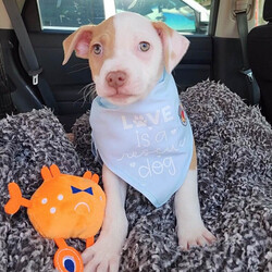 Adopt a dog:Texas/Pit Bull Terrier/Male/Baby,Texas is a 2.5 month old, 8 lb. sweet, cuddly terrier mix. He is expected to be around 35 lbs once he is full grown. He is the sweetest little runt of the siblings. But don’t let his size fool you, he got his name cause his heart is as big as the size of Texas. The second he sees you his tail goes into overdrive and he just wants to show you how much he loves you by giving you the sweetest puppy kisses. He loves to be picked up and held, and he will just melt into your body for snuggles. He loves spending time with his people, so if you are looking for a pup that will be your side kick on every adventure or just snuggling up on the couch with, Texas if your guy. 

Texas is low to medium energy, so he will require daily walks and outside playtime, then he is ready to cuddle up with his human for a relaxing nap after. He would do well in a laid back, low energy household where he would be able to lounge around with his humans and go on a couple of leisurely walks each day. He would be happy to go on longer adventures hiking and exploring the outdoors, but he isn't going to need that type of strenuous daily exercise. He will play with toys and his siblings, but boy does he love his snuggles with his favorite humans! 

Texas is dog, cat, and kid friendly. He is on the calmer side compared to most of his siblings, so he would do great in a home with kids of any age that he can cuddle and play with. He would fit in great with existing pets in the home as he is sweet and submissive, but he would be just fine being the only fur-child as long as he has plenty of time to spend with his human. He lives with both cats and dogs in his foster home and does great with them all. This sweet boy loves everyone he meets. 

Texas is kennel trained, and he is currently working on potty training and leash training. He is picking up on potty training quickly and is motivated by both praise and food. His ideal home environment would be a house with a fenced in backyard, but he would do well in an apartment, townhouse or condo as long as he gets daily exercise and has a human that is home with him majority of the day to continue his potty training. 

If you are interested in adopting Texas, please fill out an application at: https://www.loveandpuppypawsdogrescue.com/adoption-application. 

Texas is in a foster home in South Texas and will be transported once adopted. Due to his age and size, he will not be neutered before he heads to his forever home. There is a $200 spay/neuter deposit required that is fully refundable once the procedure is completed. He cannot be adopted in Canada at this time.

TRANSPORT: Currently we have monthly transports. It will be up to the adoptive family to meet the transport to pick up your new family member. Please be advised that our dogs are adopted to their forever families prior to being transported. Unfortunately at this time, we cannot bring dogs for a typical meet and greet situation, due to the extensiveness of the transport distance and it being unfair for the dogs who are not adopted to have to make the trip back.

Please be advised that applications are reviewed in the order that they are received. To ensure we are honoring the dogs that we have committed to helping, we do have policies and procedures in place that we follow when reviewing adoption applications. LAPP Dog Rescue is ran 100% by volunteers, so please be mindful that when you submit an application that it can take a few days to be reviewed. Submitting an application is not a confirmation that the adoption will be approved/completed. Before submitting the application, please read the FULL description on PetFinder describing the dog's personality, energy level, housing requirements and our policy on meet and greets.

The total cost to adopt is $830, which includes a $400 adoption fee, $230 transport fee, and a $200 refundable deposit. The adoption fee includes all age appropriate vaccinations, microchip, flea/tick/heartworm prevention, dewormer, and health certificate from a licensed veterinarian.