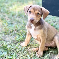 Adopt a dog:Hershey/Beagle/Male/Baby,Meet Hershey!  Hershey is one of Billie’s 5 male puppies. Billie was surrendered to a high kill shelter, pregnant. Billie has the long legs of an Italian greyhound, as well as the body type.  Her ears remind us of a Chihuahua.  She also has the coloring of a pug mix.  Her puppies have tails similar to pugs or basenjis.  While her exact breed mix is anyone’s guess, she and her babies are our favorite breed - MUTT!

All of Billie’s puppies are friendly, social and outgoing. They are all in foster homes with other dogs. These boys enjoy spending time with their dog foster siblings but also enjoy spending time cuddling with the humans in their foster homes.

They have begun the crate training and housebreaking process. 

All of the puppies have been to the vet and received a clean bill of health. They are up to date on all age appropriate veterinary care. Billie is about 20 pounds and the vet estimates the boys will remain in the 25-35 pound range. At 7 weeks, the boys are in the 5-6 pound range. Please know that this is an estimate and we cannot guarantee their size when they are full grown. 

The puppies were born in a foster home on March 28, 2023. 

If you are interested in meeting any of the boys, the first step is to complete an application at our website, www.helporphanpuppies.org. Please note that our adoption requirements are noted on our website.

Help Orphan Puppies is registered with the New York State Department of Agriculture and our registration number is RR047.