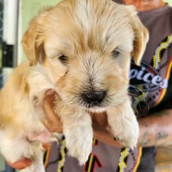 Adopt a dog:Puppies Moodle x Cavoodle /Maltese//Younger Than Six Months,Moodle x Cavoodle puppies5 weeks old1 boy gold with white on his head1 girl Gold with white on her head1 caramel and white boy1 caramel and white girl1 pale coffee girlmother moodlefather Cavoodlevet checked vaccinated and microchip$200 holding deposit none refundableReady for their new for ever home31st of May 2023Bin number 0011637289954