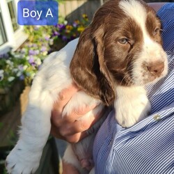 Adopt a dog:English Springer Spaniels 8 weeks old on Wednesday 31st May/English Springer spaniel/Mixed Litter/9 weeks,4 gorgeous Springer Spaniel pups. Born 5/4/23.
2 boys both liver and white and 2 girls , 1 liver and white and 1 black and white.
Ready to go NOW ..
as 9 Weeks old
UPDATE ONLY BOY A
LEFT Liver and white he is absolutely gorgeous.
So good and loving
with children and other dogs all others sold
thank you
Eating and drinking independently. Doing great with puppy pad training
They are microchipped and flea’d and wormed up to date. So friendly cuddly playful and loving. They have been playing so well with our 2 Shih tzu’s that are 2 years old can only go to the best forever homes .