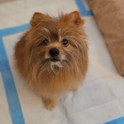 Adopt a dog:Cinnamon/Pomeranian/Female/Adult,You can fill out an adoption application online on our official website.Do you like sugar and spice? Well we have the girl for you! Cinnamon, aka Spicy Cinnamon, is an 8 year old 12 pound Pomeranian Yorkie Mix (Porkie) that is the cutest little stinker you will ever meet! Despite her spicy side, there is no need to worry because she is toothless after her dental. She was surrendered to a high intake NY shelter due to a massive bladder stone. The stone was surgically removed, UTI treated, and she will need to remain on a prescription urinary diet. Cinnamon takes a day to warm up to new people so she won't be all hearts and rainbows for the meet and greet, but once she knows you are there to serve her needs of frequent scratches and handing out treats, she will be your faithful companion. Cinnamon doesn't like dogs bigger than her and prefers not to be bothered, but some days, she does get a bug up her tail to romp and play with the other dogs. She is leash trained, rides well in a car, and is housetrained on pee pads or to go outside. Her bladder is damaged from the stone, so she needs to pee a little more than other dogs. Having a pee pad available is the best way for her to relieve herself. She also has allergies that we treat with an injection every 4 to 6 weeks and it fixes her itch. Cinnamon is a small unique looking girl with quite the awesome personality that is finally ready for her happily ever after!
To adopt Cinnamon, please complete an adoption application at peacelovepoms.rescuegroups.org. The $350 adoption donation includes core vaccines (Rabies, Parvo/Distemper, and Bordatella), Accuplex (Heart worm and Lyme test), fecal, bloodwork, microchip, urinalysis, spay, bladder stone removal, xrays, dental and all the love you can handle!