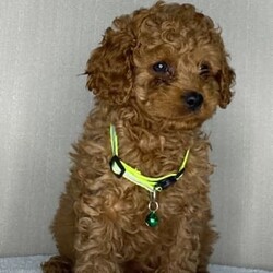 Adopt a dog:Quality Ruby TOY CAVOODLE ready to go /Poodle (Toy)//Younger Than Six Months,PUPPIES ARE READY TO GO NOW