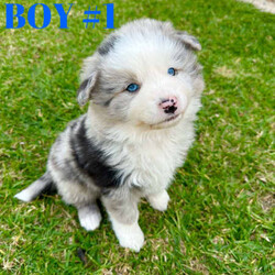Adopt a dog:Pure Bred Border Collie Puppies/Border Collie//Younger Than Six Months,Ready on the 14-06-2023We have a gorgeous litter of 4 puppies looking for new homes. All pups have very unique colours and markings.Pups have also been socialised with other dogs.Last few photos are mum and dad, the rest are the pupsMum is a black and white pure bred border collieFather is a blue merle pure bred border collieBoth amazing family dogs, intelligent and great dogs to have around. Both very trainable.No papers included.Black and white Female - $800Blue Merle Male (Boy 1) - $1200 *SOLD*Blue Merle Female (Girl 2)- $1500 *SOLD*Wheaton and white Male - $1200Puppies will be vaccinated, microchipped and vet checked at 6 weeks of age. Wormed every 2 weeks.
