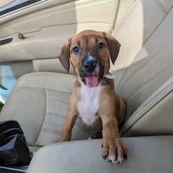 Adopt a dog:Oleander /Beagle/Female/Baby,Oleander is a 3-month-old, 15 lb female, beagle/hound mix.
Oleander is currently located in South Texas and will be transported. 
Hello! My name is Oleander. I am still a puppy so I get burst of energy throughout the day. I do have my down times when I enjoy laying on the kitchen rug and watching my foster mom cook. I'm such a good dog. Even though I am a puppy, I haven't destroyed a single item in my foster home or yard. My foster mom says I'm a very smart pup and a quick learner. I'm getting the hang of potty training and working on crate training. I have a foster sibling that's a cat. I like her but she likes her space, so I keep my distance. I like to think I am a lot of fun and I'm looking forward to bring some of that fun and joy into your family. 

Our organization only adopts within the United States.

Faith and Hope is a multi-state rescue with locations in Texas, Washington, Oregon, Maryland, and Connecticut. All dogs and cats are rescued from the state of Texas to be transported to Washington, Oregon, Connecticut and Maryland with placement in their adoptive family’s homes. Our $700 adoption fee includes all core vaccinations (DHPP, rabies, spay/neuter, microchip and transportation)

If interested in learning more, please email us at faithandhopeadoptions@gmail.com or fill out our online application.

https://www.faithandhopefoundation.org/adoptionapp

If interested in learning more about our adoptable dogs, cats and adoption process, or our foster home program, please contact us at above email.

Due to the number of requests that we receive on our cats, kittens, puppies and dogs, please be advised that all adoption applications are processed in the order received. Once we send you an application, your place in line does not get reserved until your application is returned to us.