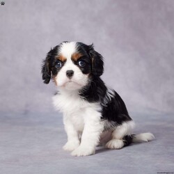 Ezra/Cavalier King Charles Spaniel									Puppy/Male	/7 Weeks,AKC registered / Genetically tested Parents – Happy and healthy – Cavalier King Charles – Up to date on and deworming – Microchipped – 6 month health/1 year genetic guarantees(1yr/2yr if you remain on recommended food)- Full vet examination Call/text/email to schedule a time to come out and visit. We can ship to you, or can meet you at our airport. We can also meet in between if a reasonable distance.