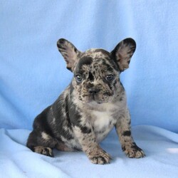 Marcie/French Bulldog Mix									Puppy/Female	/8 Weeks,Marcie is a family raised French Bulldog Mix puppy who is a sweetheart and likes to cuddle! This lovable little gal comes home vet checked, up to date on shots and de-wormer, and with a 30 day health guarantee provided by the breeder. To find out how to welcome Marcie into your heart and home, please call Samuel today!