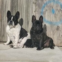 French Bulldog/French Bulldog//Younger Than Six Months,French Bulldog puppies Boys , microchipped , vaccinated 25/6 will be available 26/6/2023 being 8 weeks old 