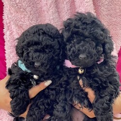 1st gen Purebred toy poodle in beautiful pure black color/Poodle (Toy)//Younger Than Six Months,All puppies born in 6th of May 2023. Dad teddy bear weight around 3kg and Mum back color weight around 3.5kgAll puppies born in a loving home and excellent mom . These puppies have been well love and care from birth .These puppies have toilet training on pad inside and outside on grass, regular exercise.They will be ready to go to their forever home from 24th of June 2023. Puppies will be wormed at 2,4,6 and 8 weeks, vet check, and vaccinated before going to their forever home . . Puppies will come home with a blanket with their mum scent to help them transition into to a new home better and small bag of puppies food .Update: 2 female back available microchip number: 9560000162785309560000162777061 male black available microchip number 956000016278752They are beautiful the photos can not discover the true of their beauty 