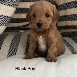 Adopt a dog:Beautiful Cavoodles /Poodle (Toy)//Younger Than Six Months,Hi, we are a Registered family breeder, raising our Toy Cavoodles in our home with love ❤️ To see more of how we raise our puppies, head to our instagram page https://instagram.com/raising_cavoodlesWe are absolutely excited to announce our current litter of 8 gorgeous puppies