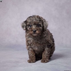 Dora/Toy Poodle									Puppy/Female	/7 Weeks,AKC registered / Genetically tested Parents – Happy and healthy – Toy Poodle – Up to date on and deworming – Microchipped – 6 month health/1 year genetic guarantees(1yr/2yr if you remain on recommended food)- Full vet examination Call/text/email to schedule a time to come out and visit. We can ship to you, or can meet you at our airport. We can also meet in between if a reasonable distance.