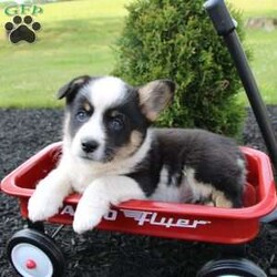 Rose/Pembroke Welsh Corgi									Puppy/Female	/7 Weeks,Here comes an adorable bat-eared little pup with a wiggly tail! This charming puppy is up to date on shots and dewormer and vet checked. The breeder made sure this puppy is well socialized and family raised. If you are looking for a loving puppy to add to your home contact us today! 