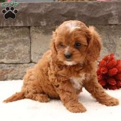 Stella/Cavapoo									Puppy/Female	/7 Weeks,Stella is an adorable, playful cavapoo. Her dark red color and friendly personality will make you love her instantly when you meet. She is very well cared for and loves to play with her little people. She is vet check, up to date on vaccinations, dewormed, and comes with a one year health guarantee. To meet your new furry friend call or text Casondra Lapp. 