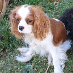 Gorgeous Toy Cavoodle puppies/Cavalier King Charles Spaniel//Younger Than Six Months,Saddleview Spoodliers are excited to present our first litter of toy cavoodles. We have 3 boys available (our only girl is sold), from a litter of four. Born 12th May, to Ruby (three quarter toy poodle/one quarter cavalier) and Louis, our pure Cavalier boy, they will be ready for their forever homes from 7th July at 8 weeks.❣PLEASE NOTE WE NOW OFFER FREE INTERSTATE TRANSPORT TO SYDNEY, MELBOURNE, ADELAIDE AND PERTH ❣This is Ruby's first litter and Louis has fathered six litters.Mum and Dad are smart, lovable and loyal. These puppies are perfect companions, affectionate, playful, fluffy and non shedding.Mum is 6 kg and 28cm at the shoulder. Dad is 8 kg and 35cm. Puppies should mature around 5 to 6kg. They have curly coats and are non shedding.I am a small boutique breeder located near Toowoomba. Our dogs are a very much loved part of our family, and are raised and nurtured on our family farm. Puppies are familiar with farmyard noises and other animals.All our dogs are genetic tested through Orivet, and puppies will not be affected by any genetic health issues.They are fed a premium diet, including Royal Canin, and human grade mince and chicken, to ensure optimum health.Puppies are well socialised with other dogs and small children, they enjoy lots of outside time (weather permitting).Puppies are started on their toileting training with special mats.They will come with 1st vaccination at 6 weeks,Microchipped, wormed fortnightly from 2 weeks, health check record, information pack and puppy guide. Also comes with a generous puppy pack.#2 boy dark red with white features, cheeky, social.#3 boy lighter gold with white features, quiet, affectionate.#4 boy lighter gold with white splash on nose, quiet affectionate.We are located between Toowoomba and Warwick. *We deliver free to Brisbane and Sunshine Coast and WE NOW OFFER FREE INTERSTATE TRANSPORT FOR OUR PUPPIES TO SYDNEY, MELBOURNE, ADELAIDE AND PERTH. *If you are interested in one of our puppies, and would like to view them, please contact me on *******8218. Tell us a bit about yourself so we can ensure you and puppy are a good fit. REVEAL_DETAILS Please note puppies are for pet homes , are more suited as inside dogs, will require regular grooming and are wonderful companions and lap dogs. We are happy to Facetime and provide videos. You can follow us on Facebook.BIN # 0009735605108RPBA member # 11004