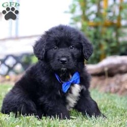 Bartlett/Newfoundland Mix									Puppy/Male	/9 Weeks,With an adorable chunky body and the cutest face you have ever seen, Bartlett will melt your heart in no time. His luscious coat makes him totally squish-able. He takes belly rubs very seriously and is always down to snuggle for a quick nap. He is incredibly loving, and always offers the best slobbery kisses. Romping in the yard is another favorite activity of his…he will follow you everywhere, sniffing everything his little nose can find. 