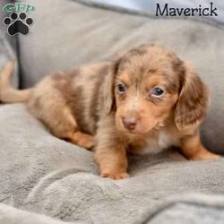 Maverick/Dachshund									Puppy/Male	/6 Weeks,Meet our Mini Dashund puppies with adorable appearances and loyal personalities. Our puppies are family raised, which means they are well socialized and comfortable around people. Our puppies are up-to-date on their shots, and are ACA registered.With their playful and affectionate nature, these puppies make great companions for families of all sizes.Call today to add one of these sweet pups to your family.